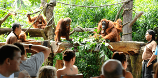 Jungle Breakfast at Singapore Zoo