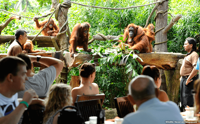 Jungle Breakfast at Singapore Zoo