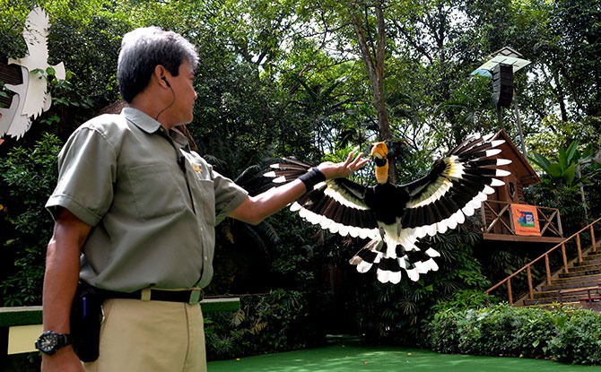 Jurong Bird Park 50 Special Edition Shows