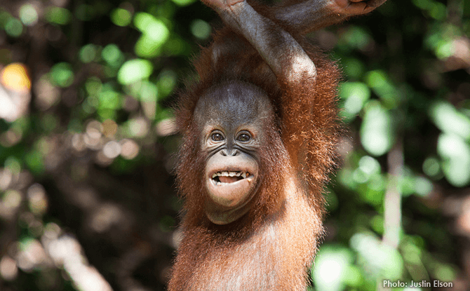 Orangutan Sabah Malaysia