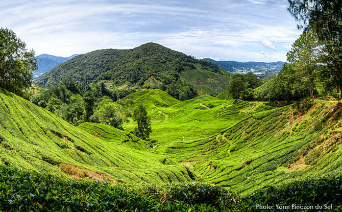 Cameron Highlands