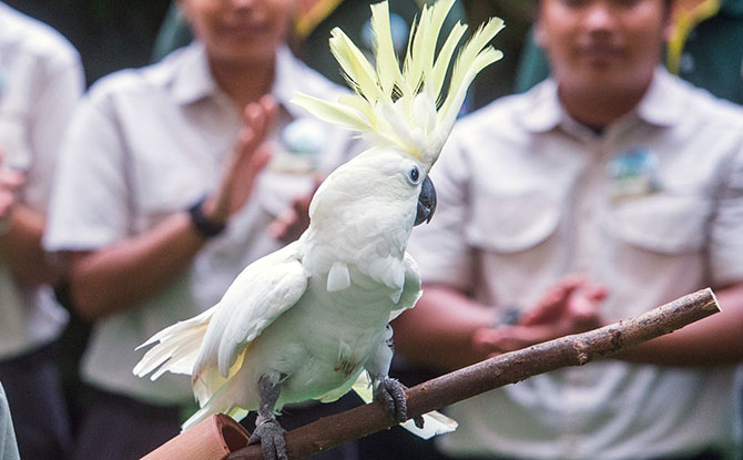 Jurong Bird Park 50 Special Edition Shows