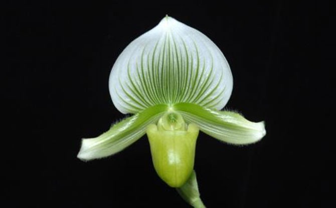 Tropical Montane Orchidetum Opens At National Orchid Garden: “Ascend A Mountain” Through Three Display Houses 4 Lady Slipper Orchid