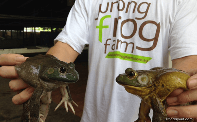 Male & Female Frogs, Jurong Frog Farm