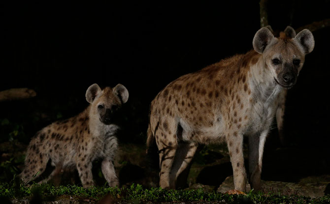 Spotted Hyena