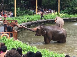 New Elephant Presentation at Singapore Zoo: Natural Behaviours On Display - Happy Birthday, Singapore Zoo! Here’s A Look Back At Our Favourite Zoo Stories.