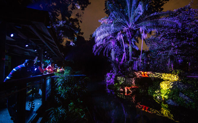 Rainforest Lumina: Enchanting Night Walk Through Singapore Zoo 7 Sing Like An Animal