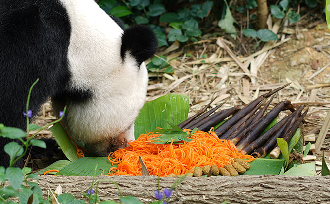 Longevity Noodles for Giant Pandas, River Safari