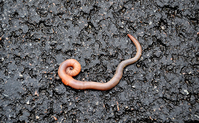 Earthworm