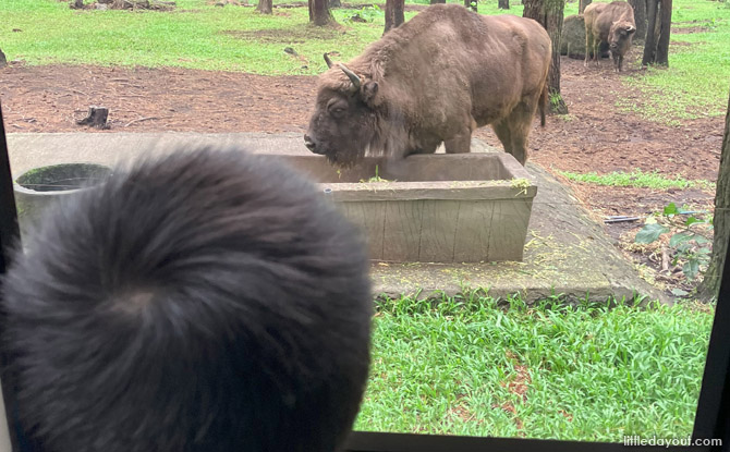 east java bison