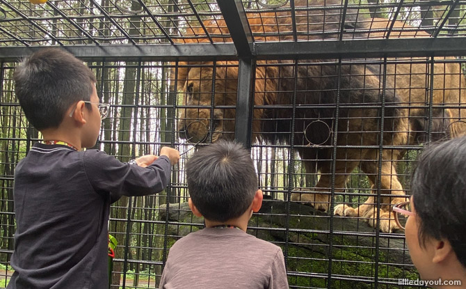 east java carnivore feeding