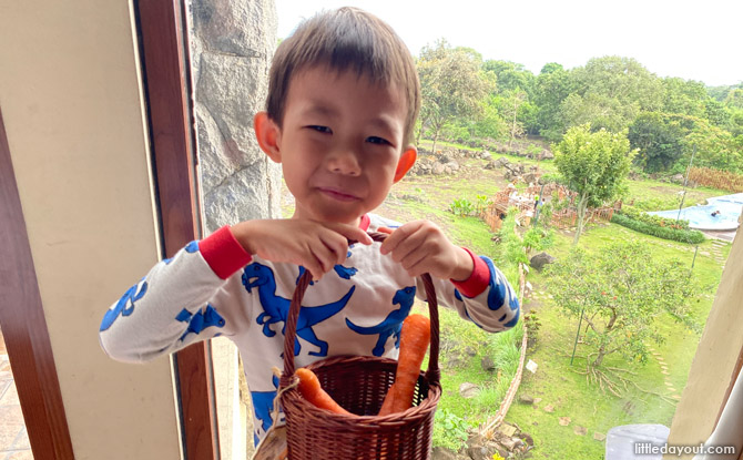 east java carrot basket