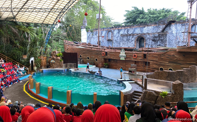 east java dolphin