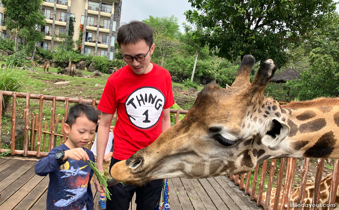 east java giraffe feeding