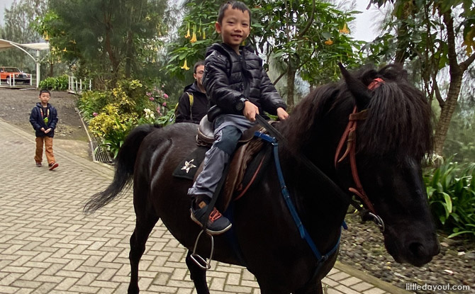 east java horseride