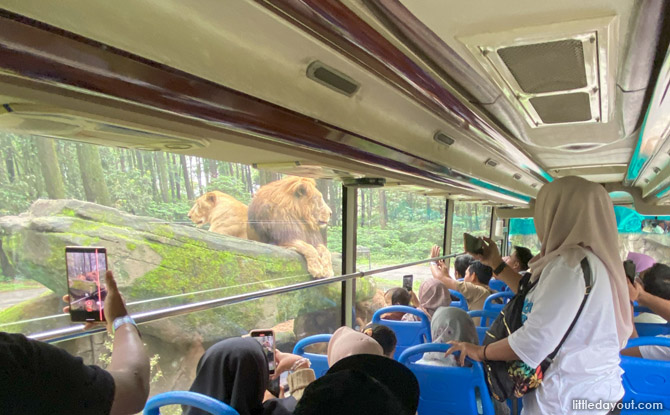 east java safari bus tour