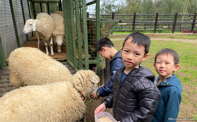 east java sheep feeding