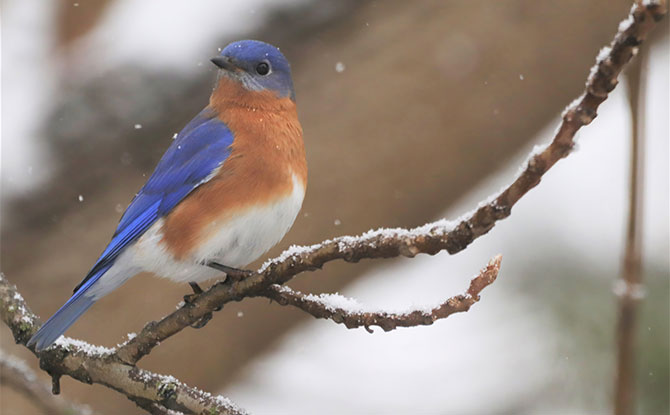 Eastern Bluebird