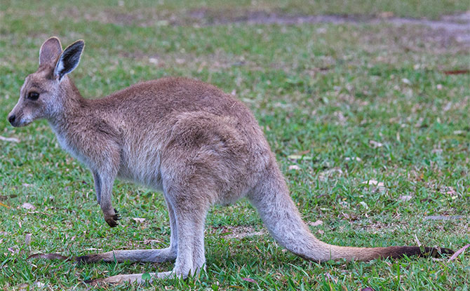 Eastern Gray Kangaroo