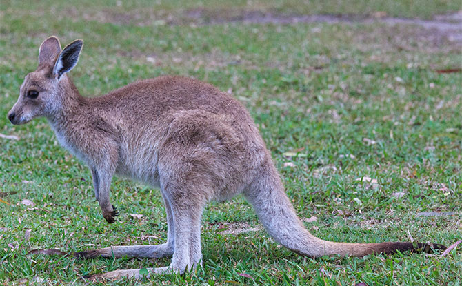 Eastern Gray Kangaroo