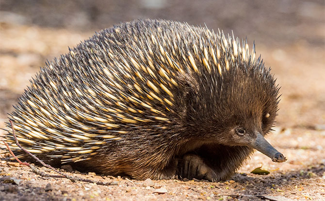 Echidna