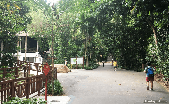Main Path at Bukit Timah Hill