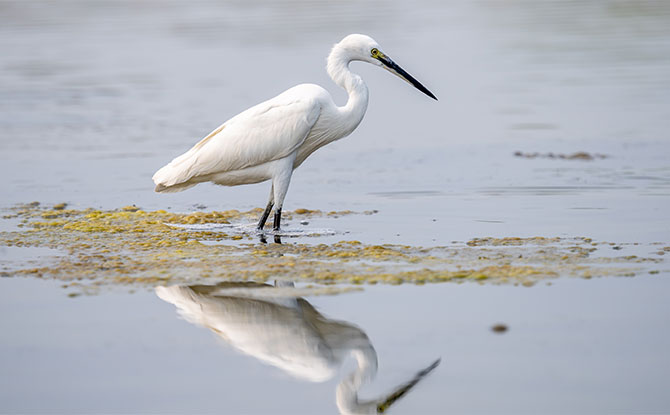 Egret