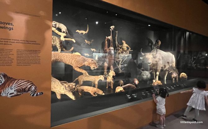 Join PAW Patrol On A Fun-Filled Museum Adventure At Lee Kong Chian Natural History Museum 9 Mammals Zone