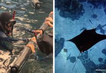 PADI Discover Snorkelling At Singapore Oceanarium: Swim With Manta Rays & Sharks PADI Discover Snorkelling at Singapore Oceanarium: Swim with Manta Rays and Sharks