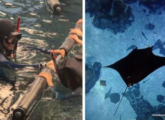PADI Discover Snorkelling At Singapore Oceanarium: Swim With Manta Rays & Sharks PADI Discover Snorkelling at Singapore Oceanarium: Swim with Manta Rays and Sharks