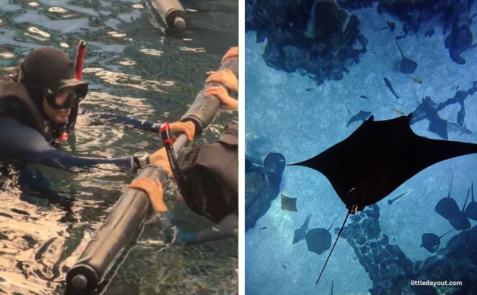 Snorkeling Singapore Oceanarium PADI Discover Snorkelling at Singapore Oceanarium: Swim with Manta Rays and Sharks