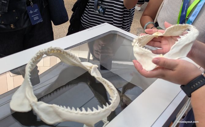 Singapore Oceanarium's Ocean in Focus: Apex Predators, BTS Shark Experience 5 Real shark specimens were also shown to us. We could feel how sharp the teeth were of various shark species. I cannot fathom being bitten!