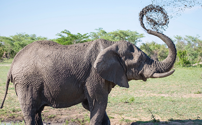 Elephant Facts For Kids: Elephant Squirting Mud