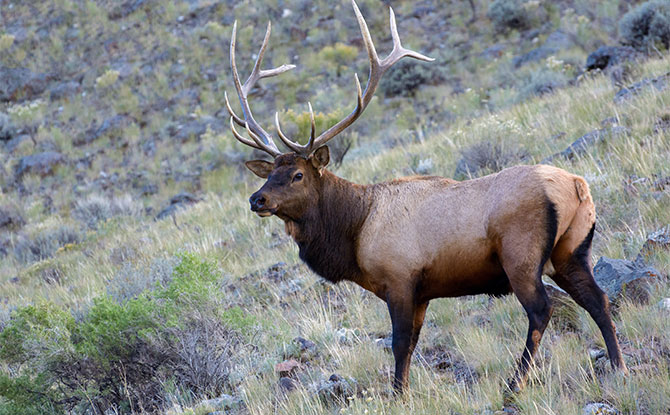 Elk