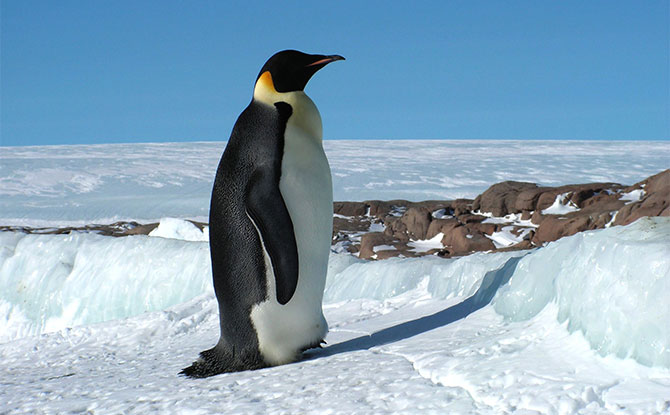 Emperor Penguin