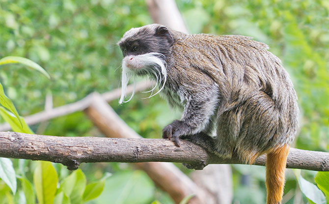 Emperor Tamarin