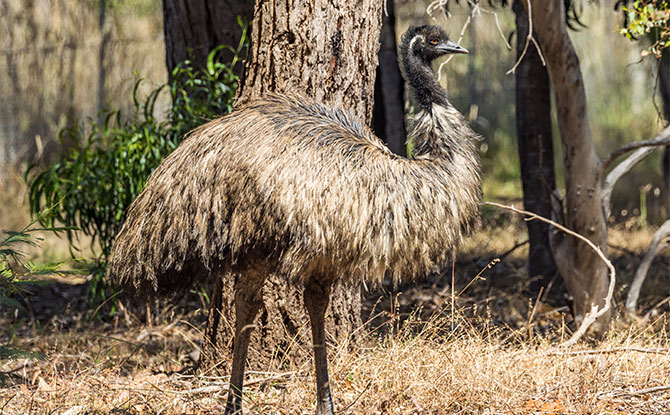 Emu