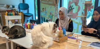 Wildflower Studio: Art Jam With Cats