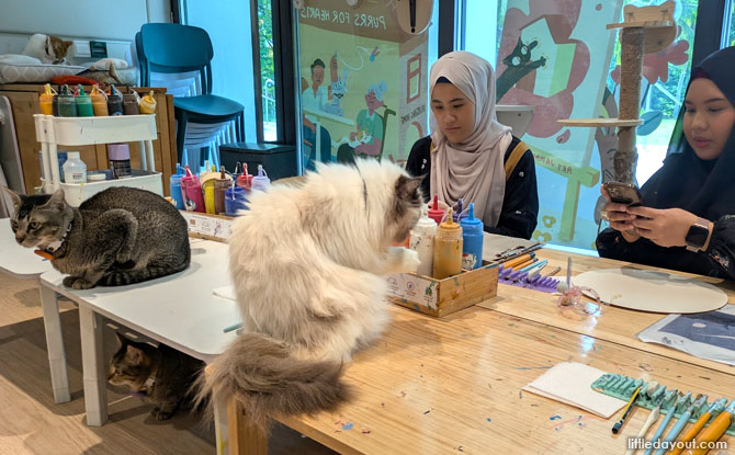 Wildflower Studio: Art Jamming with Cats