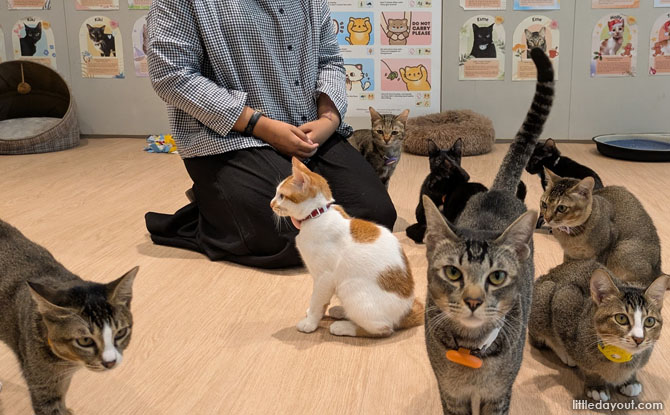Cats are lovingly nursed back to health, socialised to hoomans and showcased to the public through art jamming sessions.