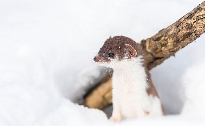 Ermine