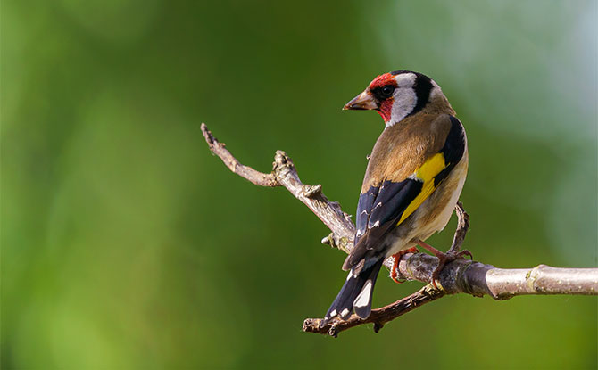 European Goldfinch