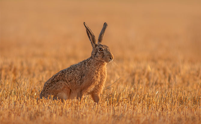 European Hare