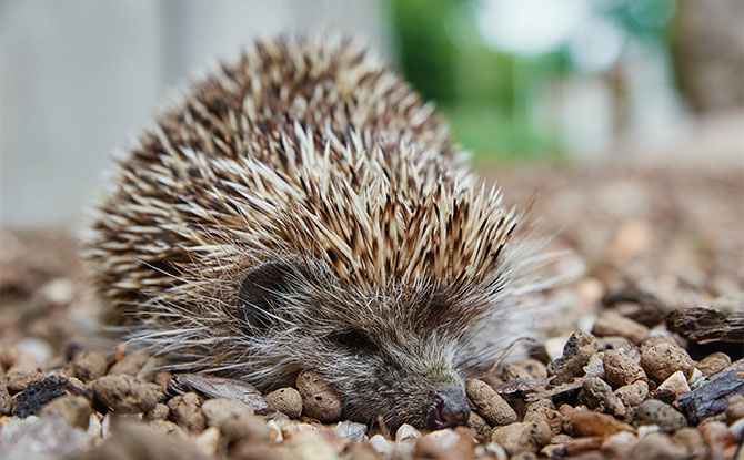 European Hedgehog