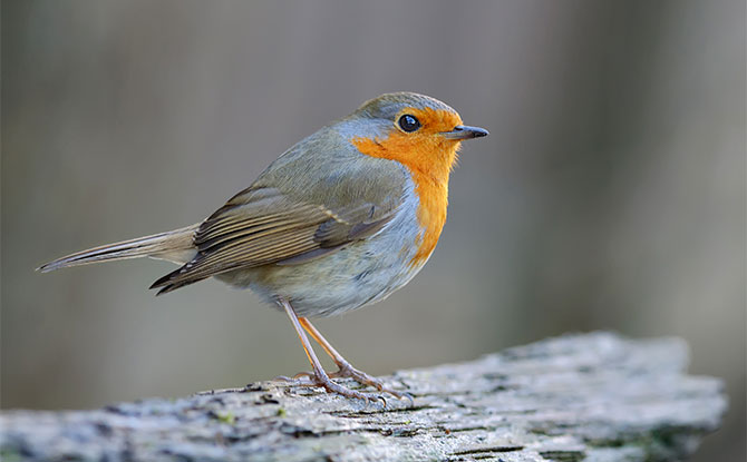 European Robin