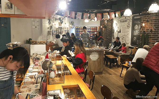 Hedgehog Cafe Harry Spiky Encounters In Harajuku Tokyo Little Day Out