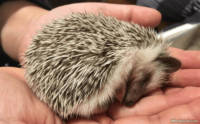 Sleeping Hedgehog