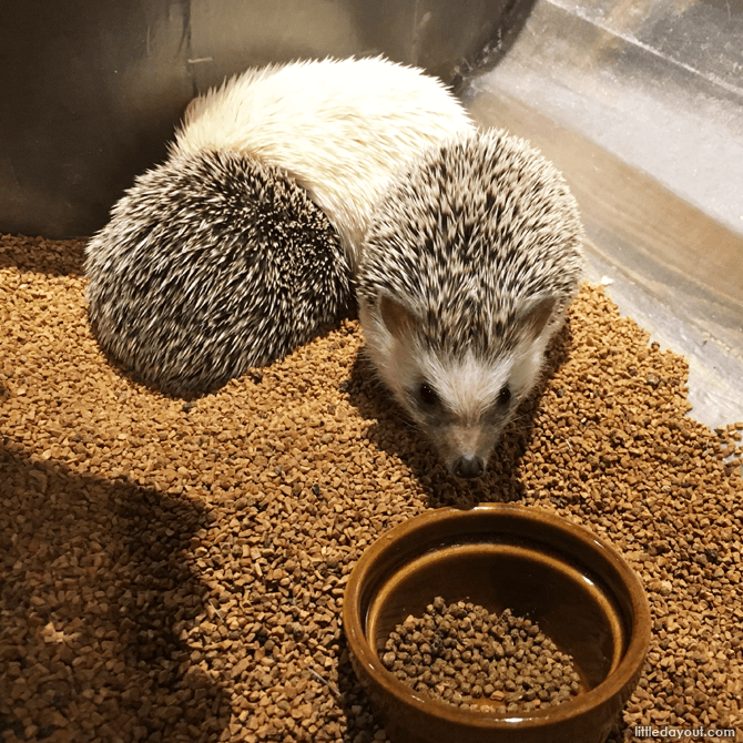 Hedgehogs at the Harajuku Hedgehog Cafe
