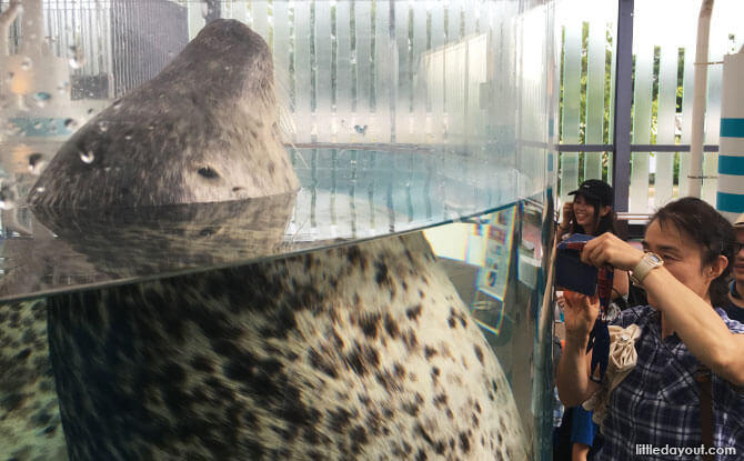 Seals at Kyoto Aquarium