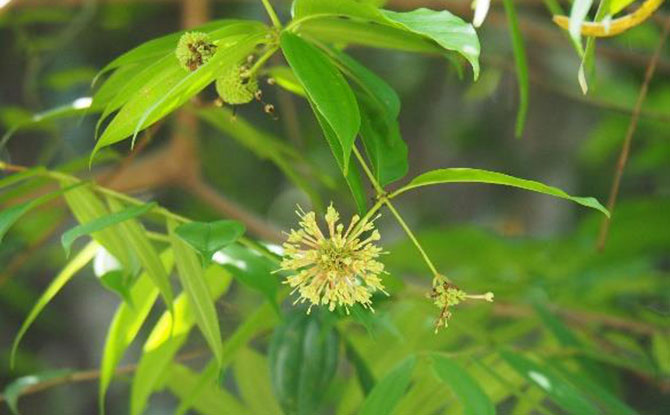 Plants at the Fort Canning Spice Garden